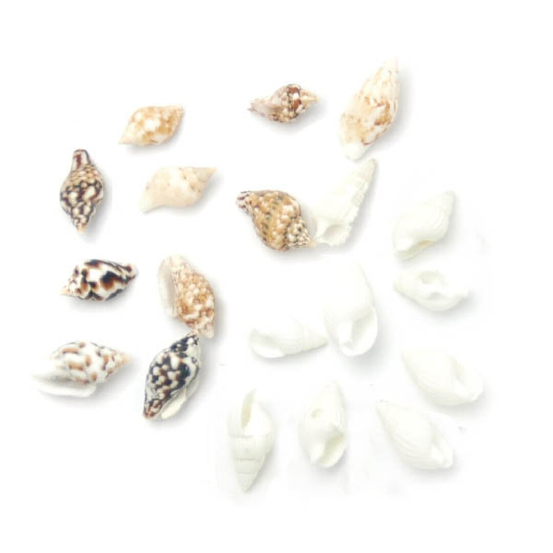 Ange Japanese UV Resin Craft Natural Shell, Add to Resin to Make