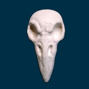 Ready To Paint Plaster Skull, Raven Skull, Wall Decor, Gift, U Paint, DIY Plaster, PlasterCraft, Kids Crafts, DIY Chalkware, Decoration