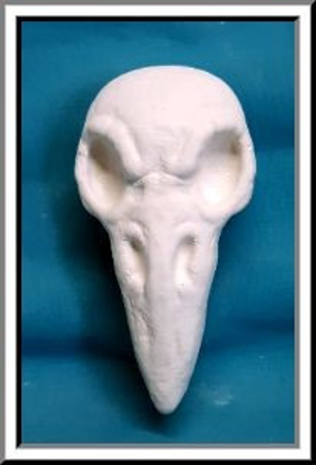 Ready to Paint Plaster Skull Raven Skull U Paint DIY Etsy