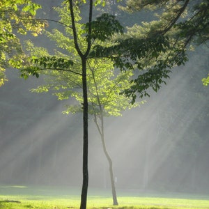 summer rays