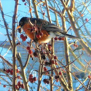 winter robin picture