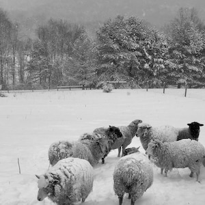 Winter Sheep picture