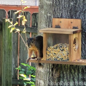May include: A wooden squirrel feeder attached to a tree, filled with corn kernels. A gray and brown squirrel is perched on the feeder, looking directly at the camera. The feeder has a clear front panel and a small round opening on the side.