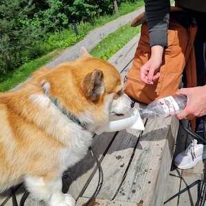 May include: A corgi dog drinks water from a white bowl. A person is holding a water bottle and pouring water into the bowl. The dog has brown and white fur and a blue collar. The scene takes place outdoors on a wooden deck.
