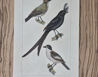 Antique Drongo & Flycatcher Bird Print | Original Hand Colored French Engraving | 19th Century Ornithology Art