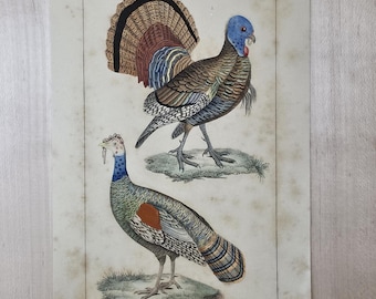 Grabado antiguo de pavo, c. 1830 / Historia natural de Buffon francés / Estampado colorido de pavo salvaje