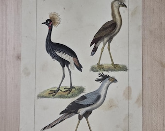 Antieke natuurhistorische prent - Franse gravure - Landvogels - Secretarisvogel, Seriema, Kraanvogel - Natuurhistorische prent van Buffon uit de 19e eeuw