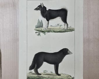 Gravure ancienne représentant un chien, vers 1830 | Chien de traîneau inuit et Terre-Neuve | Estampe d'histoire naturelle de Buffon