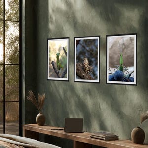 May include: Three framed insect art prints. The prints feature close-up images of insects, including a green praying mantis and a brown grasshopper, set against a natural background. The frames are black with white matting, displayed on a green wall.