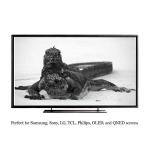 Iguana Black and White Photography Print: Galapagos Wildlife Art For Smart TVs