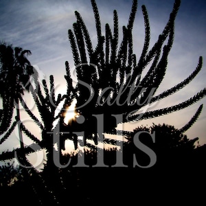 Sunset Silhouette