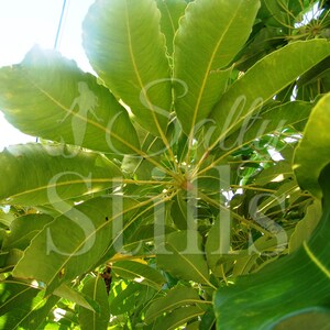 Vista desde el ojo del gusano