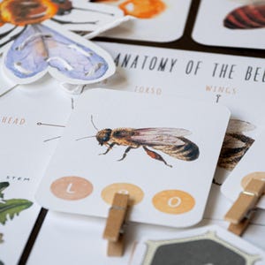 Estudio de la unidad de abejas / Hojas de trabajo preescolares / Actividades inspiradas en Montessori y Waldorf para niños / Actividad de abejas de primavera / Descarga interactiva en PDF