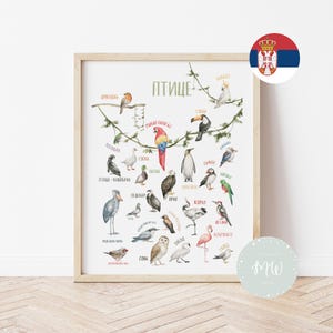Ptice | Edukativni poster za decu | Zidna dekoracija za dečju sobu (Digitalni proizvod)