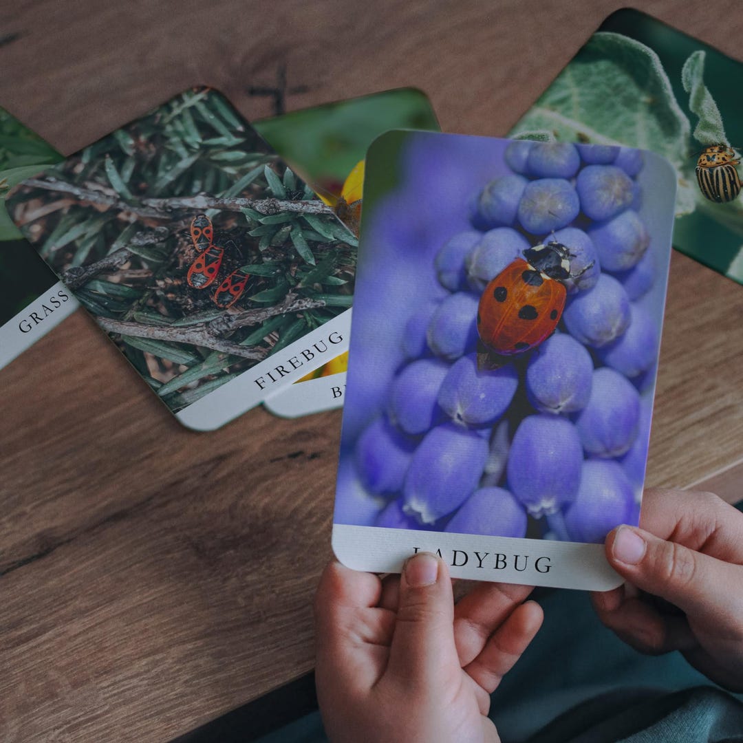 15 Insect Flashcards Printable Set | Montessori Learning Cards | Bugs ...