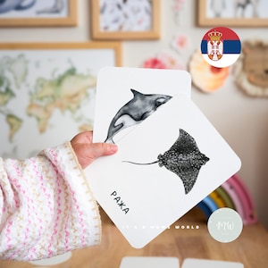 May include: Two white flashcards with watercolour illustrations of marine animals. One card features a black and white orca, the other a black and white stingray. The word "RAXA" is printed on one card. The cards are held by a person.
