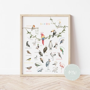 Póster de aves imprimible / Póster de animales salvajes / Pósteres educativos / Educación en el hogar / Decoración de salas de juegos / Pósteres Montessori / Descarga digital