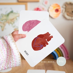 May include: Two educational flashcards with illustrations of human organs. One card shows a pink brain, the other a red heart with blue veins. The word "HEART" is printed on the bottom of the heart card.