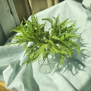 Greenery for Hermit Crabitat