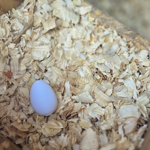 Decoy/Fake Chicken Nest Egg – Durable, Affordable, and Eco-Friendly
