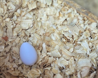 Decoy/Fake Chicken Nest Egg – Durable, Affordable, and Eco-Friendly