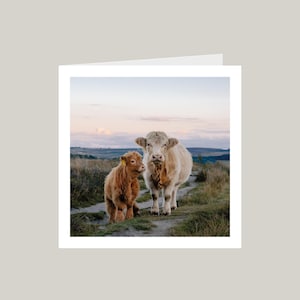 Puede incluir: Tarjeta de felicitación con dos vacas de las Tierras Altas en un camino de tierra. Una es de color marrón claro, la otra un ternero rojizo. El fondo muestra un campo cubierto de hierba y un cielo suave y pastel. La imagen es cuadrada.