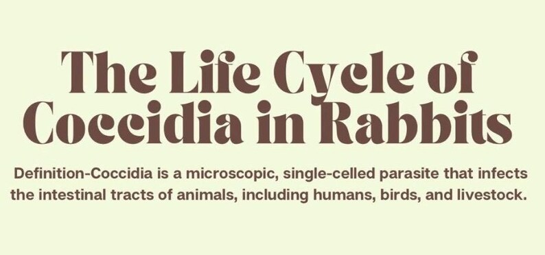 Life Cycle of Coccidia in Rabbits | 4-H Educational Poster | Rabbit ...