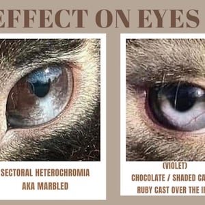 Puede incluir: Primer plano de dos ojos de gato con diferentes colores de iris. El ojo izquierdo muestra heterocromía sectorial, etiquetada como "AKA Marbled". El ojo derecho, "(Violeta)", muestra un iris chocolate/sombreado.