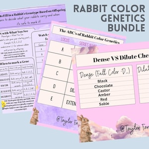 Può includere: Un pacchetto di materiali didattici sulla genetica del colore dei conigli. Le pagine rosa e viola presentano tabelle, diagrammi e testo che spiegano i genotipi e i fenotipi. Il titolo è "Rabbit Color Genetics Bundle".