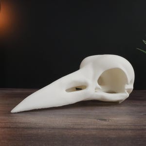 Raven Skull Replica – 3D-Printed Gothic Decor & Educational Display, Looks Just Like a Real Raven Skull, Perfect for Decor and Gifting.