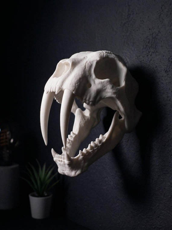 Faux Sabertooth Tiger Skull Wall Mount, Gothic Paleontology Decor (Customizable)