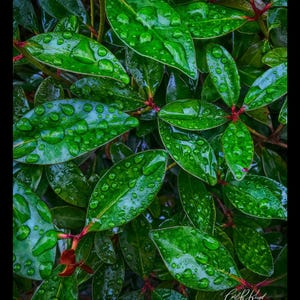 Raindrop Harmony on Green Leaves – Nature Canvas Art Print, Rhododendron Photo, Wall Art Canvas, Home Decor, with black canvas border.