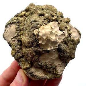 Puede incluir: Un espécimen mineral que presenta un grupo de cristales de pirita metálicos de color latón que crecen sobre una base de roca de color beige claro con textura mate. La pirita exhibe una formación botrioidal irregular que contrasta con la superficie lisa y hoyuelo de la piedra.