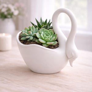 May include: A white ceramic swan planter filled with green succulents. The swan has a curved neck and a detailed head. The succulents are various shades of green and are planted in soil. The planter sits on a light-colored wooden surface.