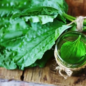 Plantain Salve