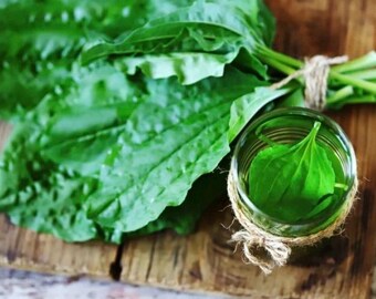 Herbal Plantain Skin Nourishing Salve