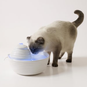 May include: A white ceramic pet water fountain with a tiered design and a blue LED light. A light-colored cat with grey markings is drinking from the fountain. The fountain has a round base and a textured surface.
