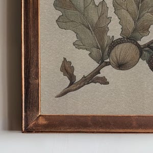 May include: A framed botanical print featuring a detailed illustration of oak leaves, acorns, and a branch. The artwork is rendered in shades of brown, green, and beige, with a rustic wooden frame. The print has a vintage aesthetic.