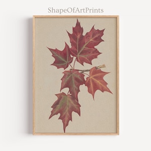Vintage Red Maple Leaf Art, Autumn Botanical Illustration (Digital Download)