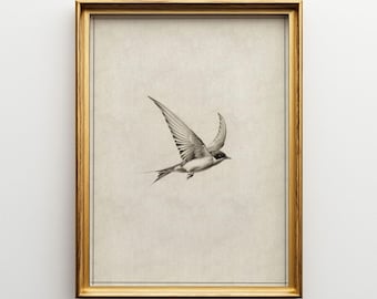 Vintage Swallow Bird Print: Minimalist Nursery Wall Art (Digital Download)