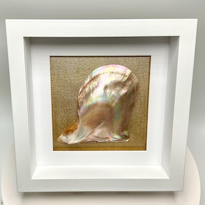 May include: A white frame with a gold background and a large iridescent seashell. The shell is a light pink color with a pearlescent sheen.