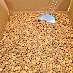 May include: A cardboard box filled with a large quantity of light brown, oval-shaped seeds. A silver scoop rests in the seeds, partially submerged. The seeds fill the box, suggesting bulk storage or display.