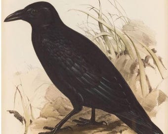 Antyczna litografia folio Edwarda Leara Carrion Crow dla Johna Goulda z 1832 r.