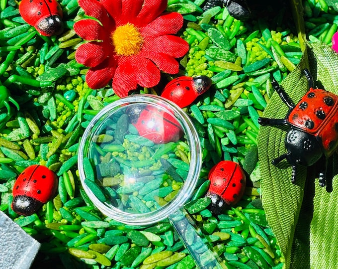 Ladybug Lifecycle Sensory Bin