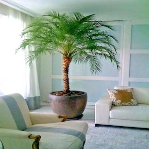 Dwarf Pygmy Date Palm Seeds – Phoenix roebelenii – Indoor Houseplant Tree Seeds