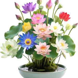 30 Mixed Color Lotus Seeds: Water Lily for Pond, Bowl, Garden