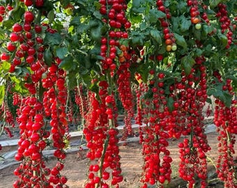 100+ Rare Waterfall Tomato Seeds – Sweet, Heirloom, Organic, High Yield, Non-GMO