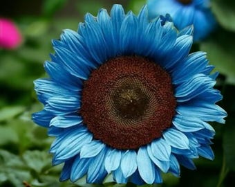50 Pcs Bright Blue Sunflower Seeds – Dwarf Varieties for Vibrant Gardens