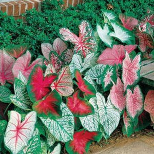 Caladium Bulbs Fancy Mix - 10 Perennial Hosta Tubers, Easy to Grow Colorful Garden Plants