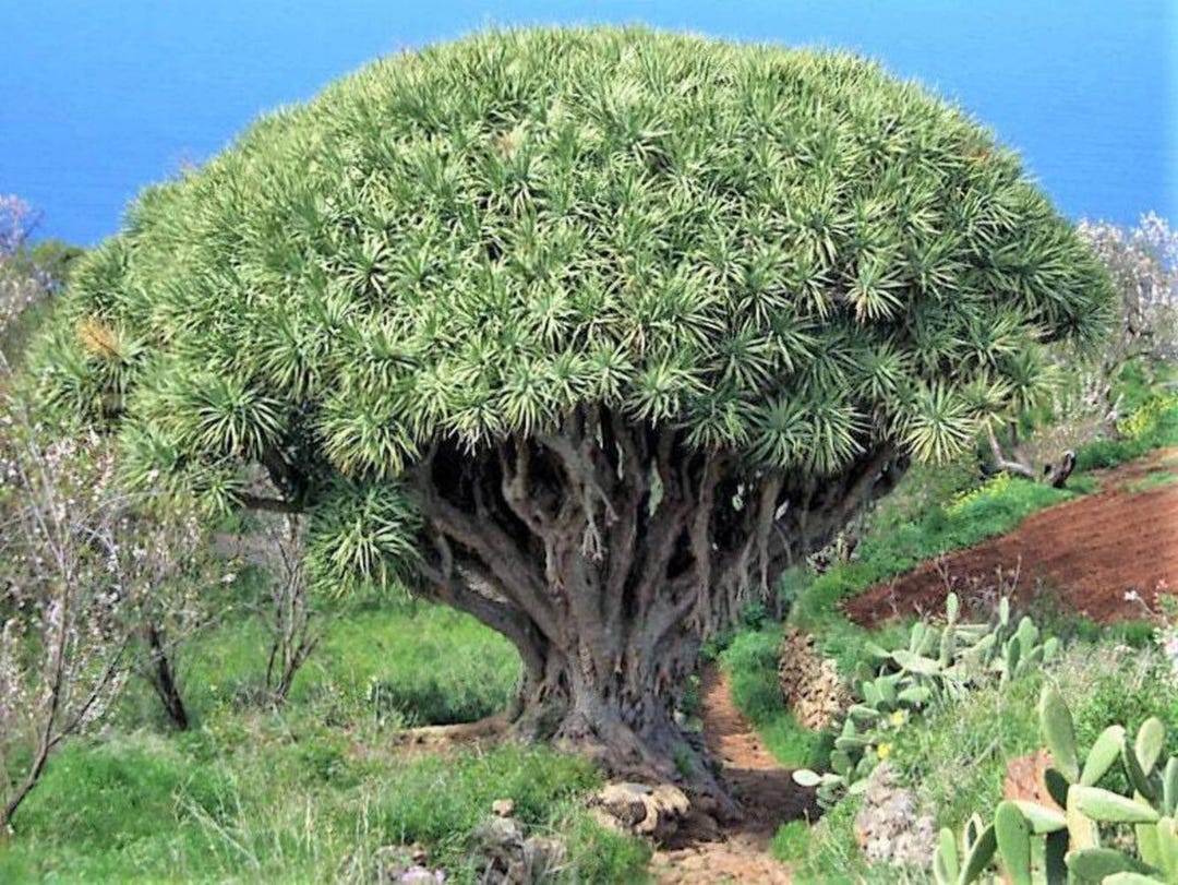 Dragon Tree Seeds Exotic Dracaena Draco Evergreen Houseplant Etsy